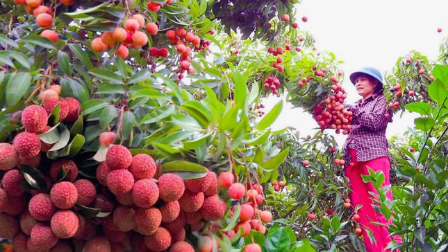 Thúc đẩy tiêu thụ vải thiều