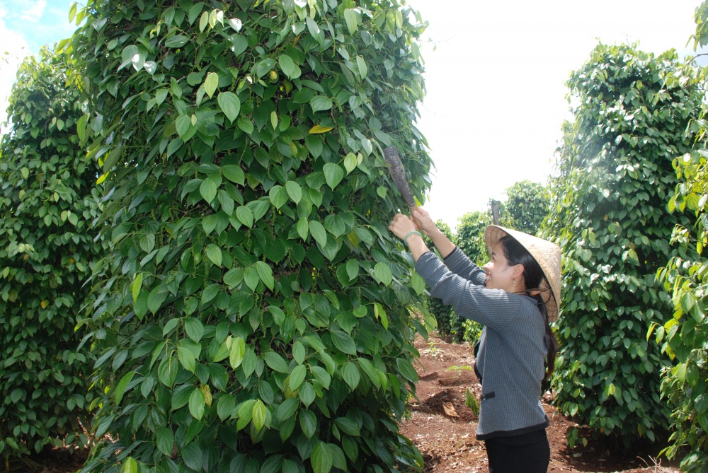 Kon Tum: Tín dụng chính sách đối với đồng bào dân tộc thiểu số phát huy hiệu quả tích cực