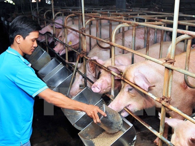 Ngành chăn nuôi lợn phục hồi rõ nét