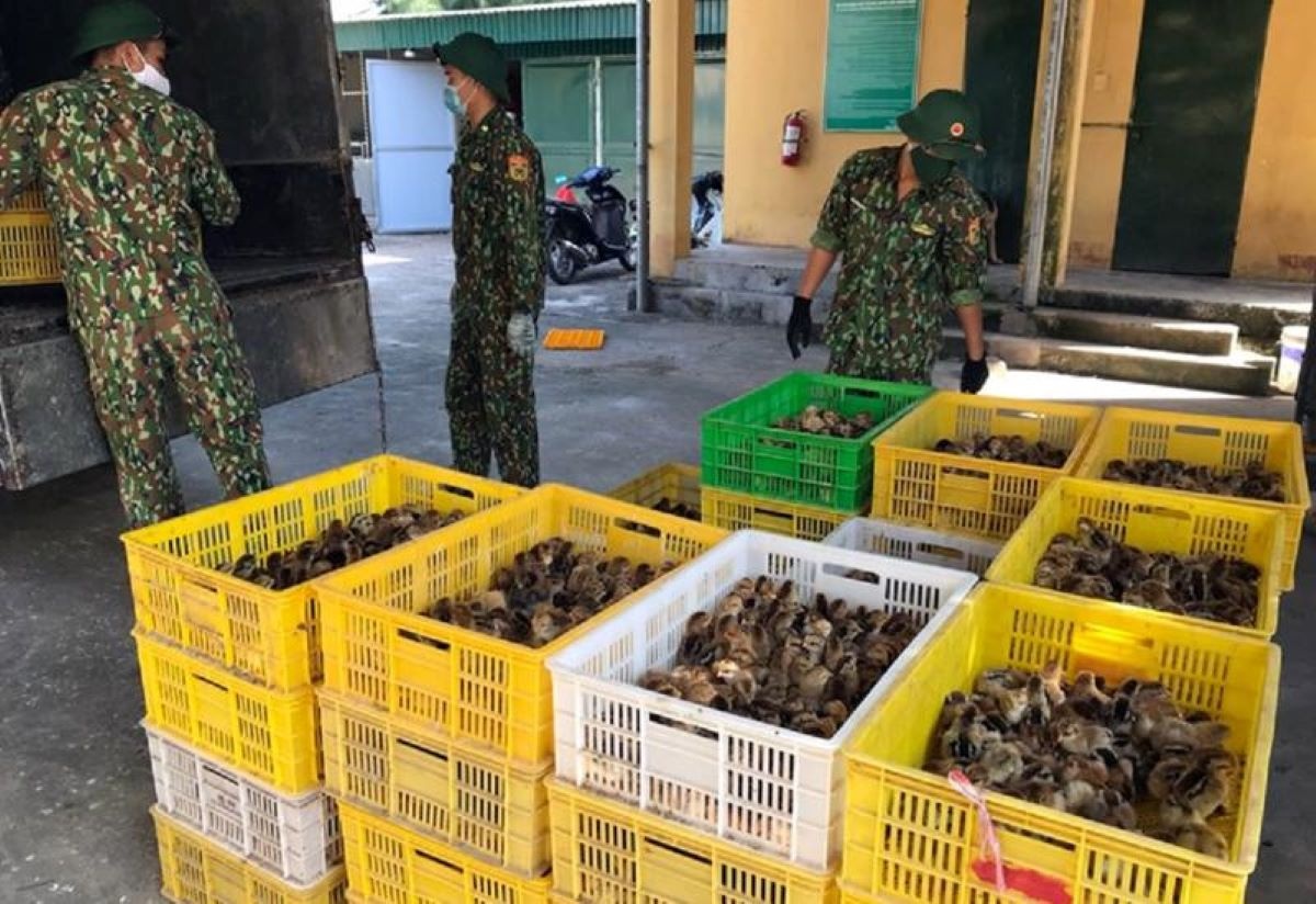 Xử lý nghiêm các trường hợp vận chuyển trái phép gia cầm vào Việt Nam