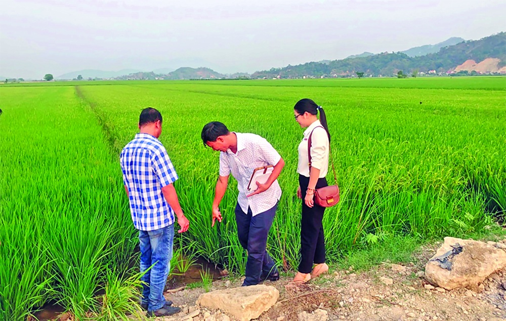 Liên kết sản xuất, tiêu thụ nông sản theo chuỗi giá trị