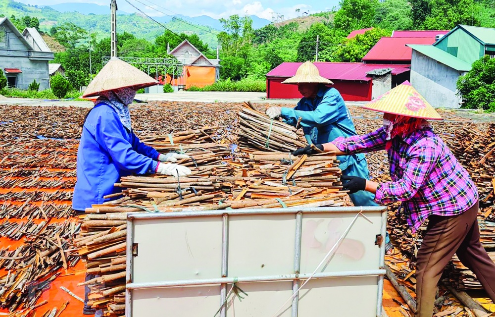 Xuất khẩu quế đối mặt nhiều thách thức