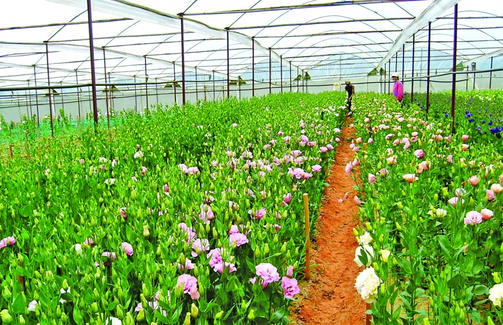 Chọn lọc cho vay nông nghiệp công nghệ cao