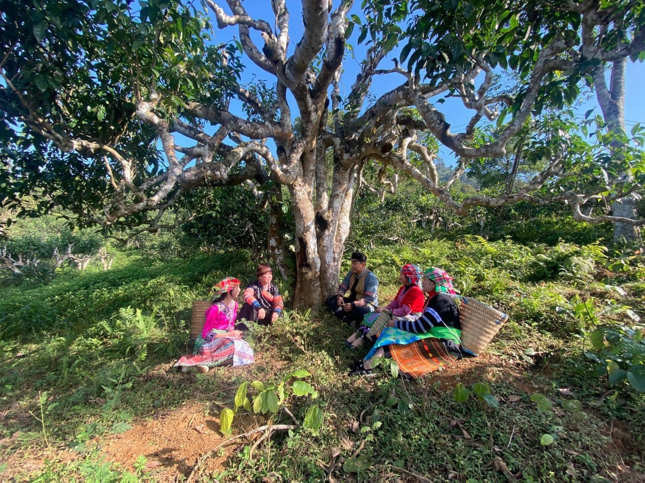 Trà Shan tuyết được thu hoạch trên những cây cổ thụ hàng trăm năm tuổi Trà Shan tuyết được thu hoạch trên những cây cổ thụ hàng trăm năm tuổi