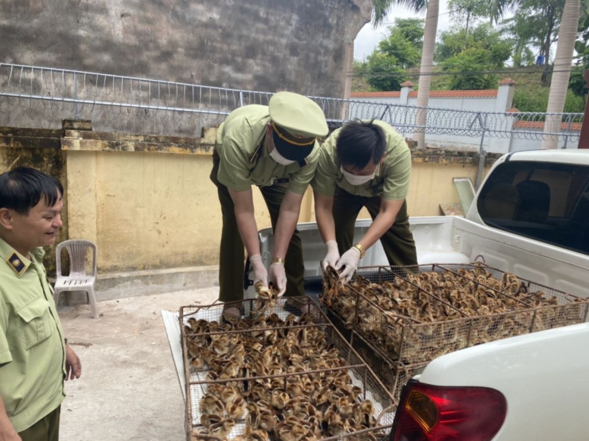 Ngăn chặn nhập lậu động vật, đảm bảo nguồn cung thực phẩm dịp Tết Nguyên đán