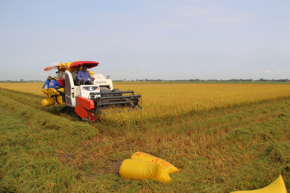 Thành lập Hiệp hội Ngành hàng lúa gạo Việt Nam