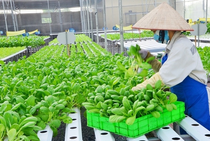 Hà Nội: Giám sát nông sản vi phạm an toàn thực phẩm