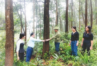 Phát triển nguồn nguyên liệu gỗ rừng