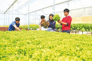 Agribank chi nhánh Lào Cai: Góp phần tái cơ cấu ngành nông nghiệp